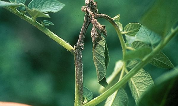Late blight continues spread in Eastern Idaho