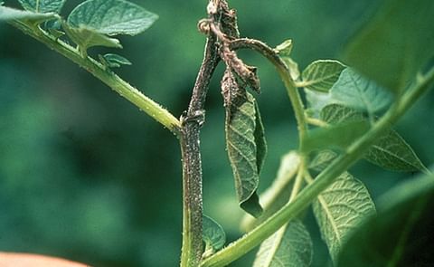Late blight continues spread in Eastern Idaho Late blight continues spread in Eastern Idaho
