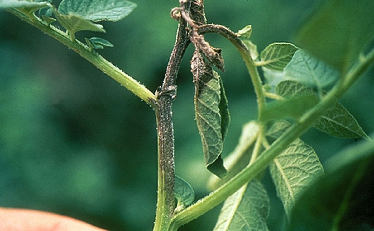 Infected tip of a potato stem, with necrosis and sporulation on the stem, petioles and leaves.(Cornell University) Infected tip of a potato stem, with necrosis and sporulation on the stem, petioles and leaves.(Cornell University)