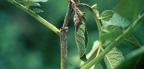 Infected tip of a potato stem, with necrosis and sporulation on the stem, petioles and leaves.(Cornell University)