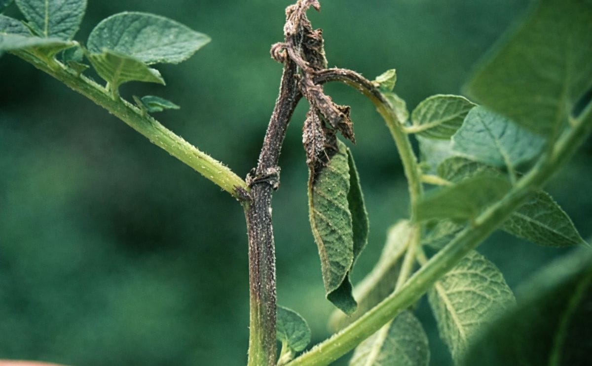 Late blight continues spread in Eastern Idaho Late blight continues spread in Eastern Idaho