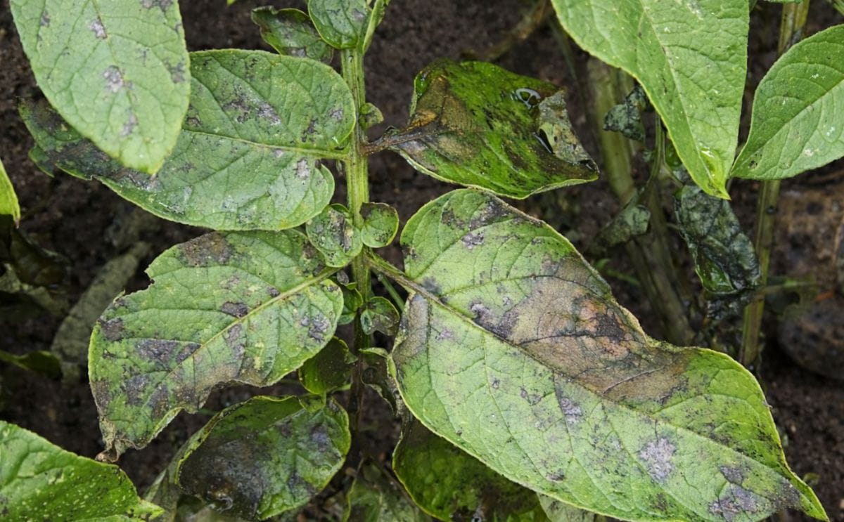 Australian Potato Farmers reminded to watch out for late blight - but no aggressive strains detected in the country Australian Potato Farmers reminded to watch out for late blight - but no aggressive strains detected in the country