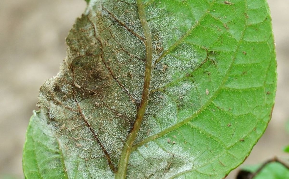 New Late Blight Strain in UK requires Fresh Approach to Control New Late Blight Strain in UK requires Fresh Approach to Control