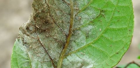New Late Blight Strain in UK requires Fresh Approach to Control