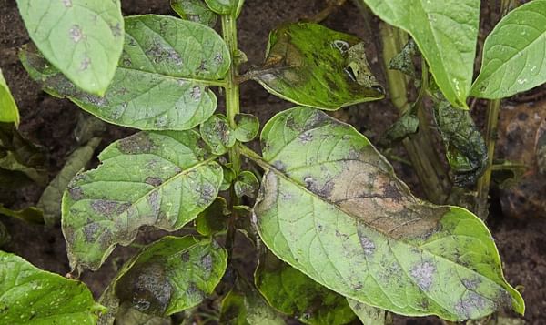 Australian Potato Farmers reminded to watch out for late blight - but no aggressive strains detected in the country