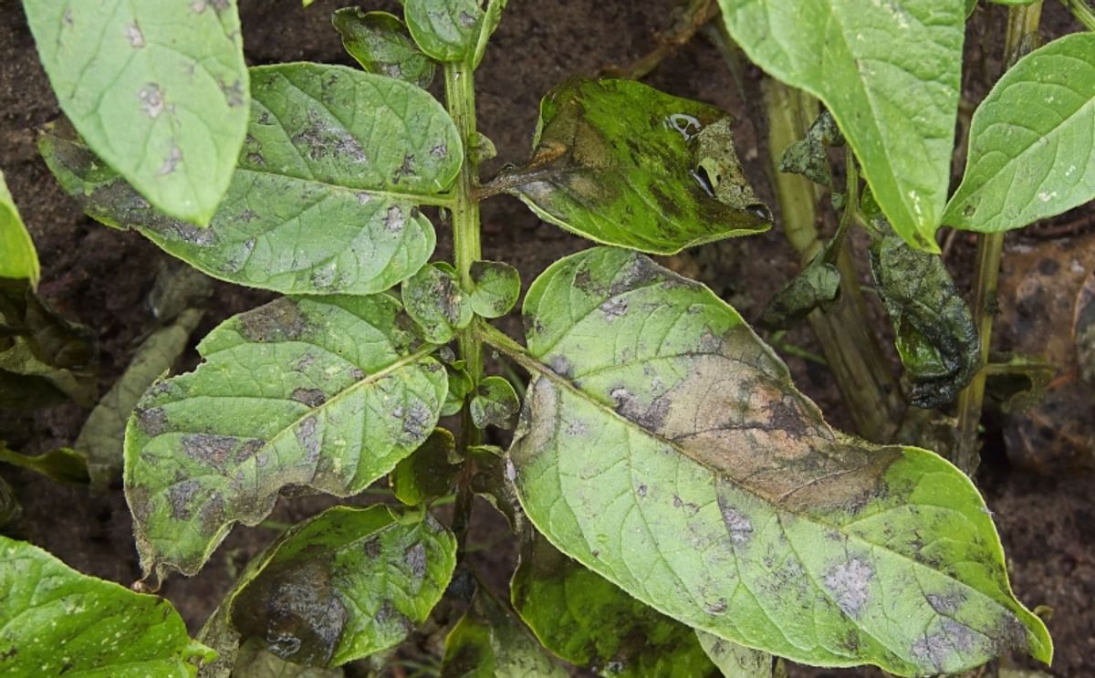 Leaves of a potato plant affected by Phytophthoa infestans (late blight)