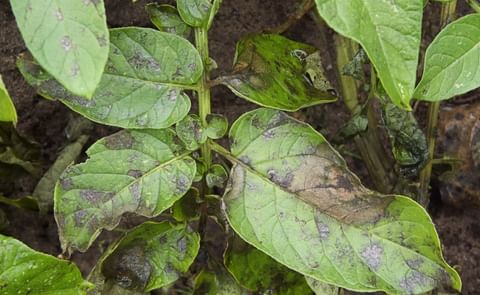 Leaves of a potato plant affected by Phytophthoa infestans (late blight) Leaves of a potato plant affected by Phytophthoa infestans (late blight)