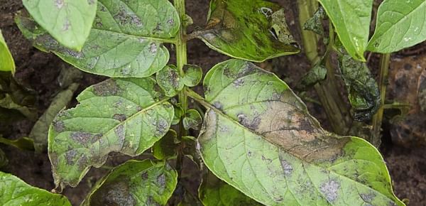 Australian Potato Farmers reminded to watch out for late blight - but no aggressive strains detected in the country