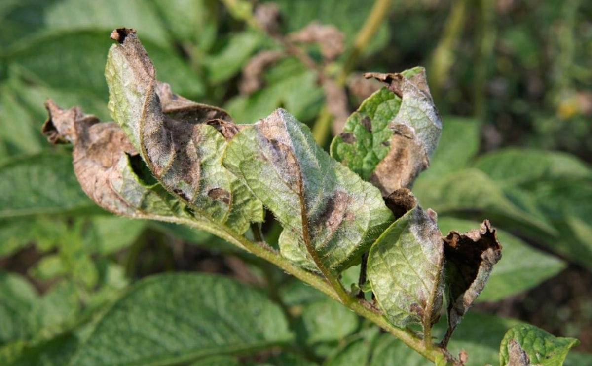 Close up of a potato leaf affected by phytophthora infestans (Courtesy: The Sainsbury Laboratory)