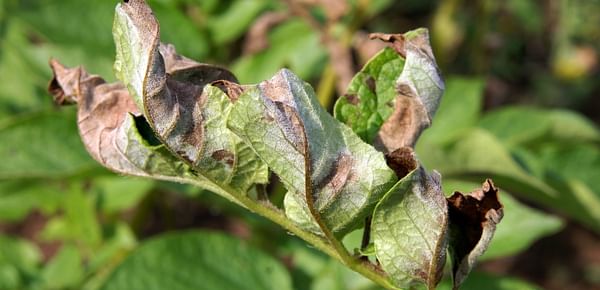 New technique accelerates isolation of late blight resistance genes from a wild potato relative