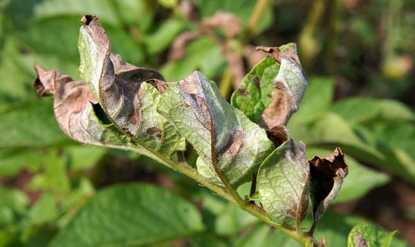 New technique accelerates isolation of late blight resistance genes from a wild potato relative
