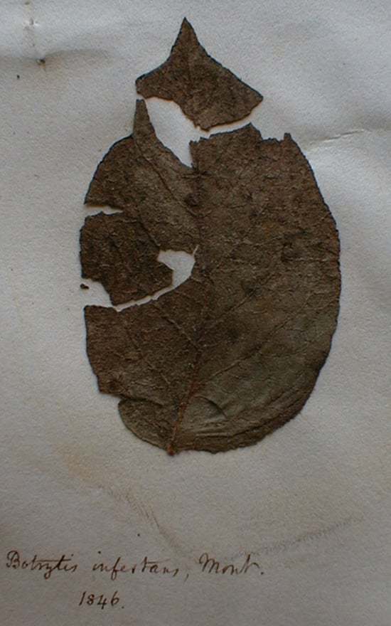 Phytophthora infestans infected leaf from 1846 Phytophthora infestans infected leaf from 1846