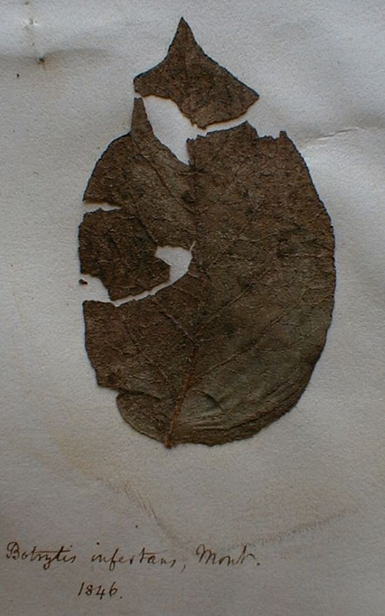 Phytophthora infestans infected leaf from 1846