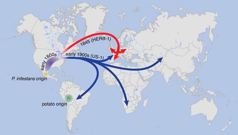 Suggested paths of migration and diversification of P. infestans lineages HERB-1 and US-1. The 1845–46 blight was caused by the HERB-1 strain of the blight (Courtesy: Kentaro Yoshida, et. al.) Suggested paths of migration and diversification of P. infestans lineages HERB-1 and US-1. The 1845–46 blight was caused by the HERB-1 strain of the blight (Courtesy: Kentaro Yoshida, et. al.)