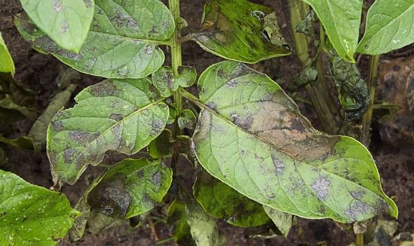 New insights in attack mechanism Potato Blight opens door to biological plant-protective chemicals