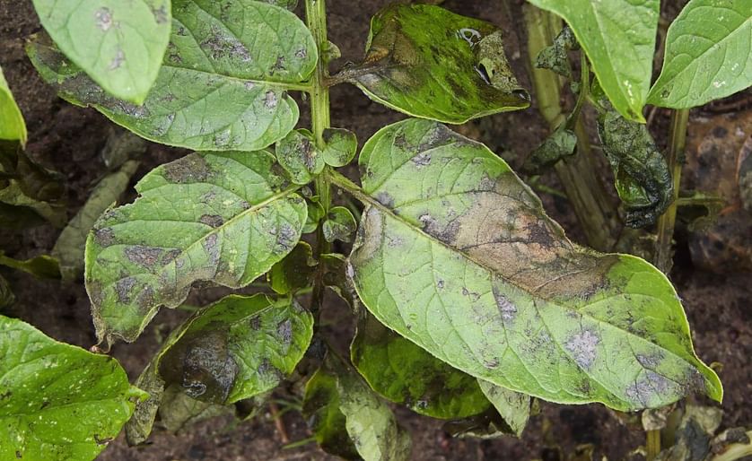 A potato plant (variety 'Doré') affected by potato blight (Phytophthora infestans)