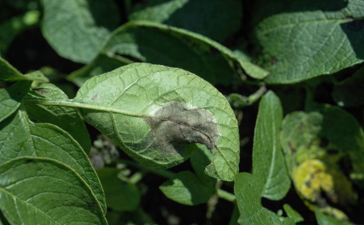 A potato leaf showing late blight infection caused by Phytophthora infestans (Courtesy: Howard F. Schwartz, Colorado State University)