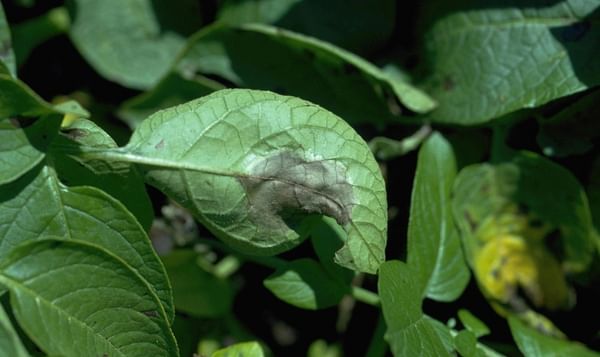 Two Blades Foundation partners with Simplot and Sainsbury Laboratories to advance potato disease resistance