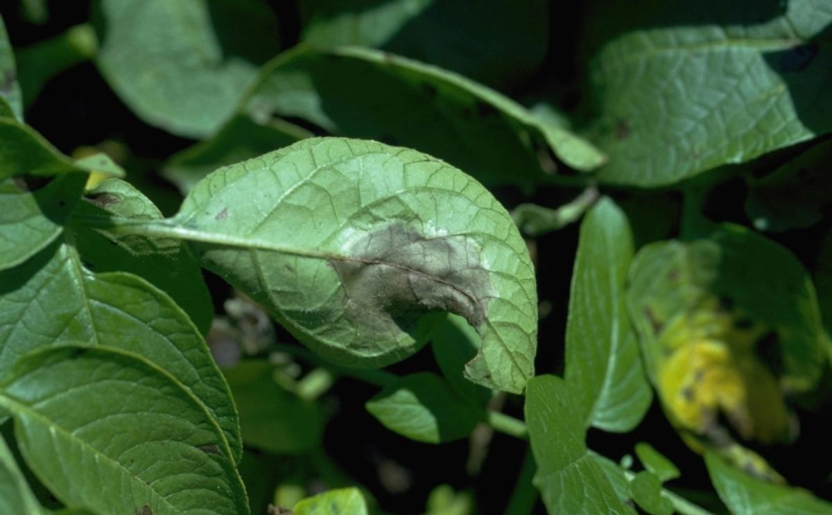 A potato leaf showing late blight infection caused by Phytophthora infestans (Courtesy: Howard F. Schwartz, Colorado State University)