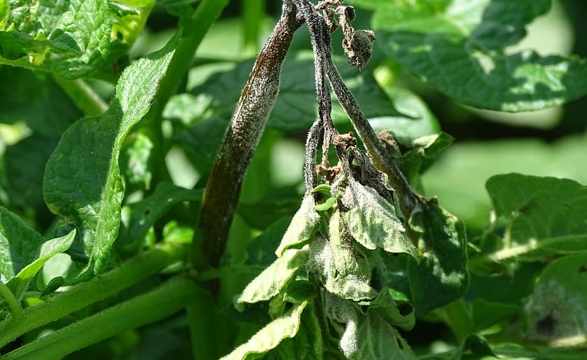 Phytophthora infestans on potato leaf and stems