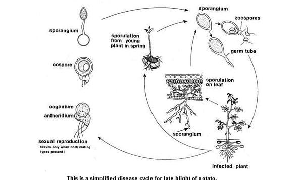 Simplified life cycle of Phytophthora Infestans (Schumann et. al.)