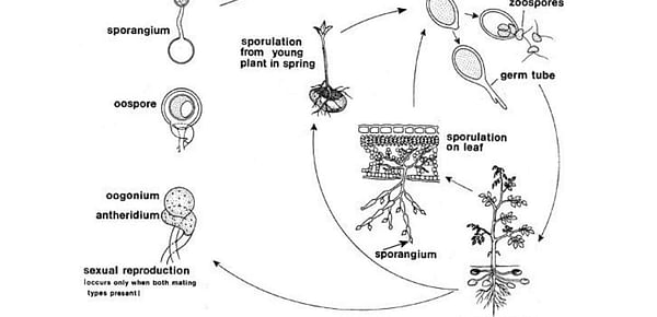 Simplified life cycle of Phytophthora Infestans (Schumann et. al.)