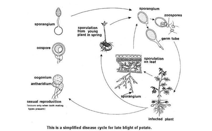 Life Cycle of Phytophthora infestans Causing Late Blight in Potato Life Cycle of Phytophthora infestans Causing Late Blight in Potato