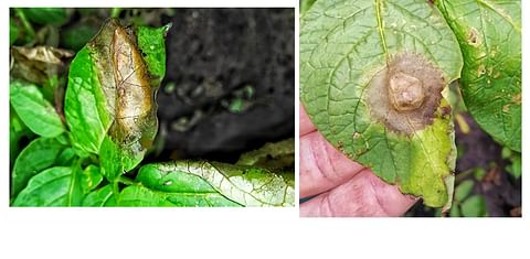 Late blight look-alike spotted in potatoes in the Southern United States