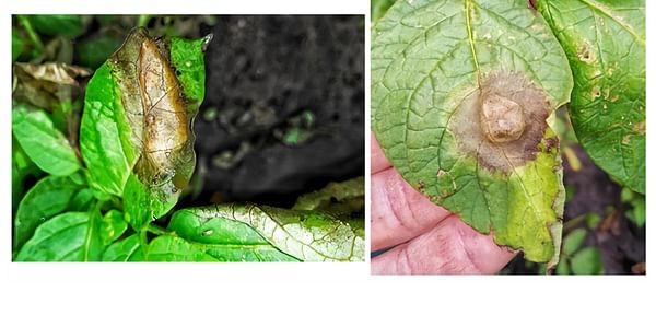 Late blight look-alike spotted in potatoes in the Southern United States