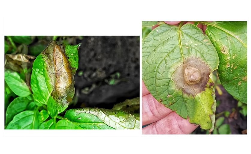 The lesions caused by Phytophthora nicotianae look a lot like late blight with disease on foliage
(Courtesy: Dr. Jean Ristaino, NCSU)