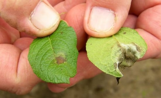 Symptoms of infection by Phytophthora in leaves of susceptible potato cultivars Symptoms of infection by Phytophthora in leaves of susceptible potato cultivars