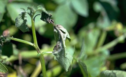 El cambio climático no aumentaría el riesgo de diseminación del tizón tardío El cambio climático no aumentaría el riesgo de diseminación del tizón tardío
