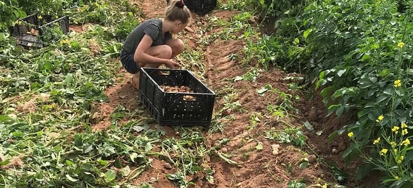 The next generation of farmers? Some of the Visser children pick new potatoes to be sold at roadside stands on P.E.I. (Courtesy: G.W. & R. Visser Farms)