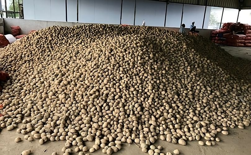 Pile up of potatoes in storage centre Gujrat Pile up of potatoes in storage centre Gujrat