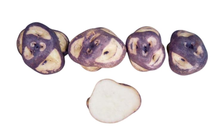 PILLPINTU PASNA PILLPINTU PASNA