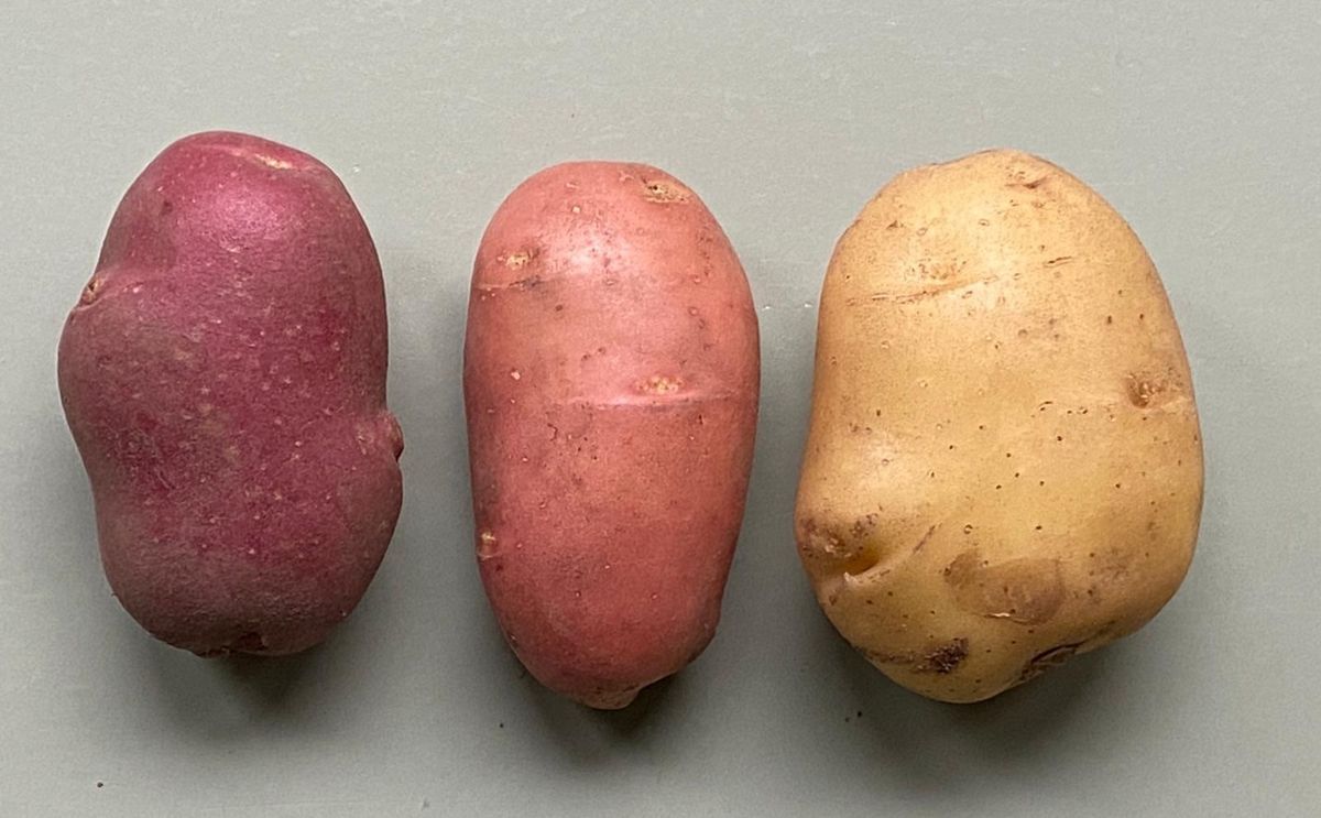 Comparison of potato varieties involved in the 2S1® graft hybrid. From left to right: Pimpernel (red skin), the new 2S1® hybrid with Pimpernel skin and Bintje inner cells, and Bintje (yellow skin). Comparison of potato varieties involved in the 2S1® graft hybrid. From left to right: Pimpernel (red skin), the new 2S1® hybrid with Pimpernel skin and Bintje inner cells, and Bintje (yellow skin).