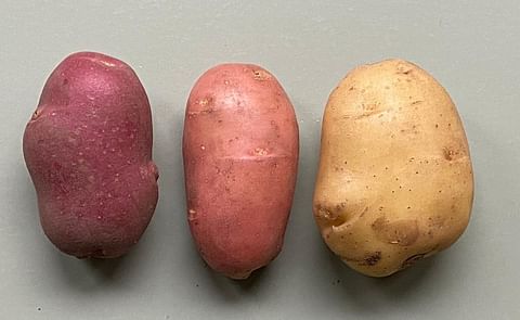 Three potatoes of: Jeroen KG (in the middle) Pimpernel and Bintje Three potatoes of: Jeroen KG (in the middle) Pimpernel and Bintje