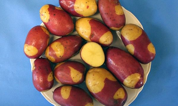 Pinto Gold: a new Gourmet Potato Variety released by UMaine