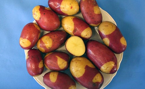 UMaine develops a new potato variety for gourmet, specialty markets: Pinto Gold (Courtesy: Umaine / Gregory Porter) UMaine develops a new potato variety for gourmet, specialty markets: Pinto Gold (Courtesy: Umaine / Gregory Porter)
