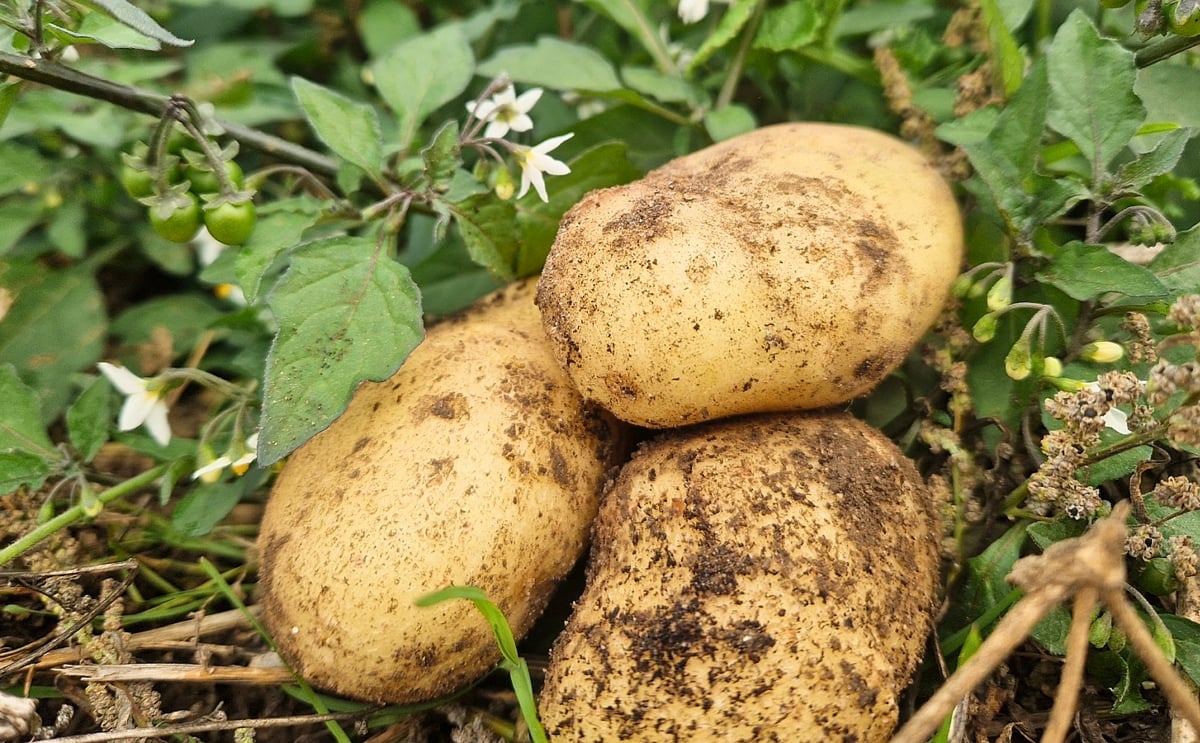 PiperPlus, the UK's first approved precision-bred Maris Piper potato, combines resistance to late blight, Potato Virus Y (PVY), and Potato Leafroll Virus (PLRV) to support more sustainable potato production with reduced reliance on crop protection chemica PiperPlus, the UK's first approved precision-bred Maris Piper potato, combines resistance to late blight, Potato Virus Y (PVY), and Potato Leafroll Virus (PLRV) to support more sustainable potato production with reduced reliance on crop protection chemica