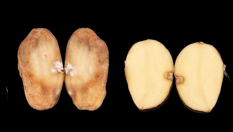 Left: A susceptible Maris Piper tuber infected with the late blight pathogen Phytophthora infestans. Right: A late blight-resistant PiperPlus tuber. The inner notches show where the tubers were inoculated with the pathogen. PiperPlus Rpi genes detect P. infestans and activate the plant's immune system, preventing the pathogen from spreading. Left: A susceptible Maris Piper tuber infected with the late blight pathogen Phytophthora infestans. Right: A late blight-resistant PiperPlus tuber. The inner notches show where the tubers were inoculated with the pathogen. PiperPlus Rpi genes detect P. infestans and activate the plant's immune system, preventing the pathogen from spreading.