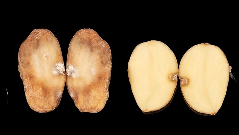 Left: A susceptible Maris Piper tuber infected with the late blight pathogen Phytophthora infestans. Right: A late blight-resistant PiperPlus tuber. The inner notches show where the tubers were inoculated with the pathogen. PiperPlus Rpi genes detect P. infestans and activate the plant's immune system, preventing the pathogen from spreading. Left: A susceptible Maris Piper tuber infected with the late blight pathogen Phytophthora infestans. Right: A late blight-resistant PiperPlus tuber. The inner notches show where the tubers were inoculated with the pathogen. PiperPlus Rpi genes detect P. infestans and activate the plant's immune system, preventing the pathogen from spreading.