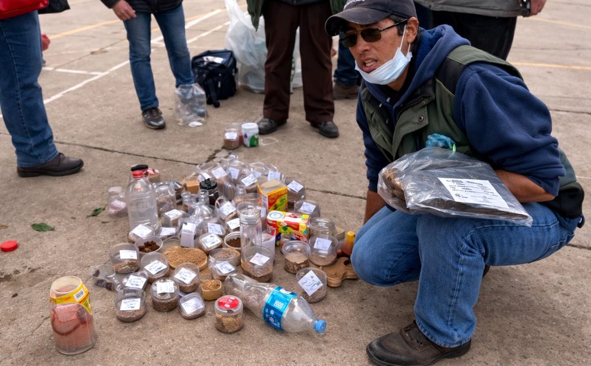 Bolivia: Se inicia campaña contra el gusano blanco para evitar pérdidas en producción de papa Bolivia: Se inicia campaña contra el gusano blanco para evitar pérdidas en producción de papa