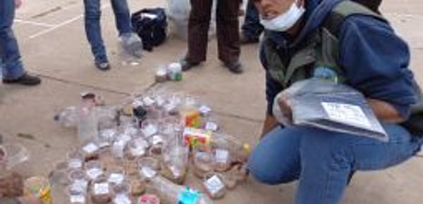 Bolivia: Se inicia campaña contra el gusano blanco para evitar pérdidas en producción de papa