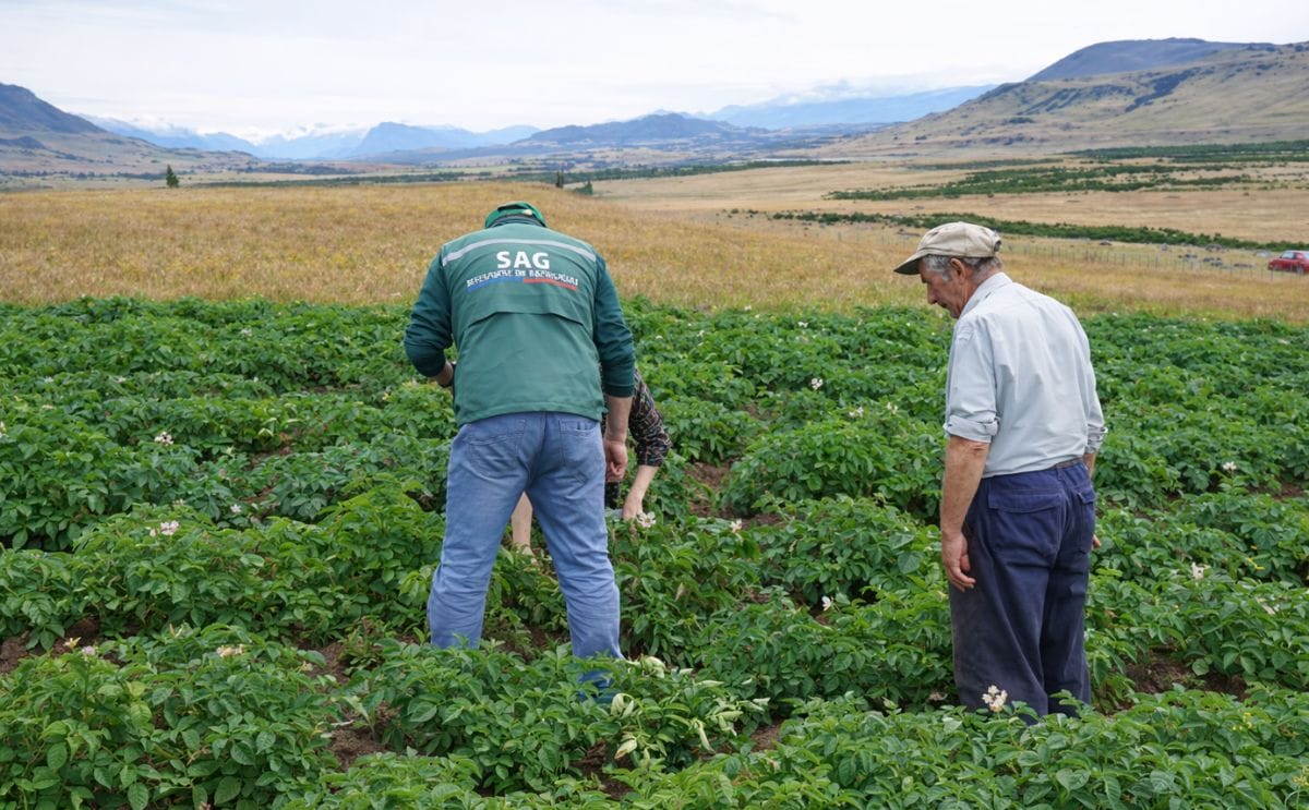 Aysén, única región libre de plagas cuarentenarias de la papa en Chile