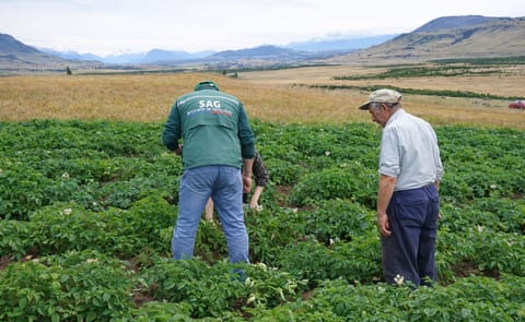Aysén, única región libre de plagas cuarentenarias de la papa en Chile Aysén, única región libre de plagas cuarentenarias de la papa en Chile