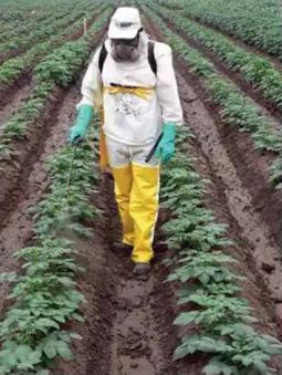 La voltametría, un método económico para detectar plaguicídas en papa