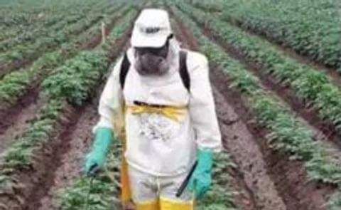 La voltametría, un método económico para detectar plaguicídas en papa La voltametría, un método económico para detectar plaguicídas en papa