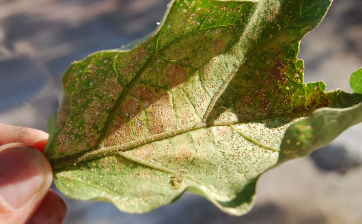 Plan emergente frente a nueva plaga de la papa en Ecuador