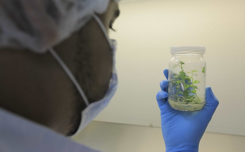Healthy in-vitro plant cultures developed for consistent, high-quality production.